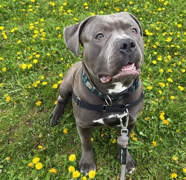 LOU - American Bulldog mix available for adoption in Ontario