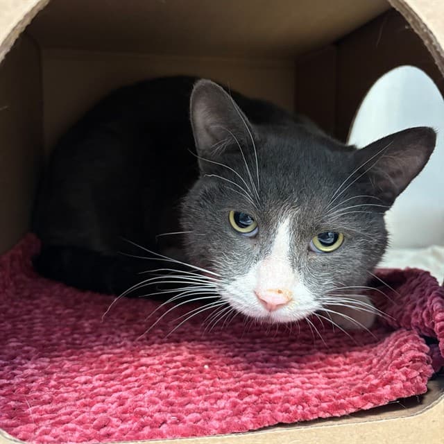SAMUEL - Domestic Shorthair cat available for adoption at Ottawa Humane Society in Ontario