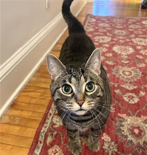 SASHA - Domestic Shorthair cat available for adoption in Calgary