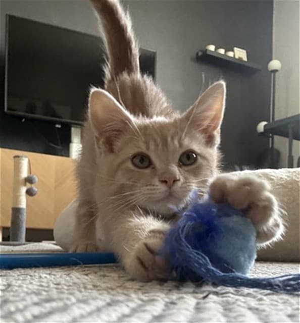 PUMBA - Domestic Shorthair cat available for adoption at Ottawa Humane Society in Ontario