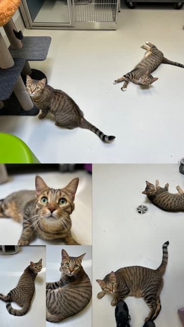 ENZO - Domestic Shorthair cat available for adoption in Calgary