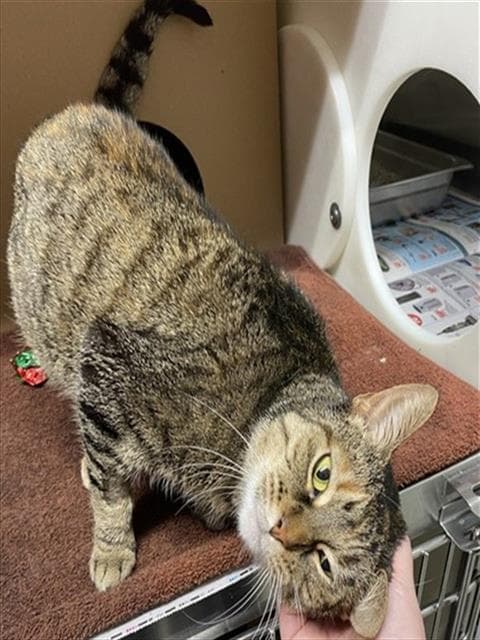 VIVIENNE - Domestic Shorthair cat available for adoption at Ottawa Humane Society in Ontario