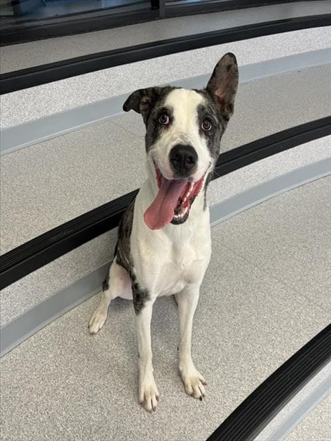 JAX - Catahoula Leopard Hound available for adoption in Calgary