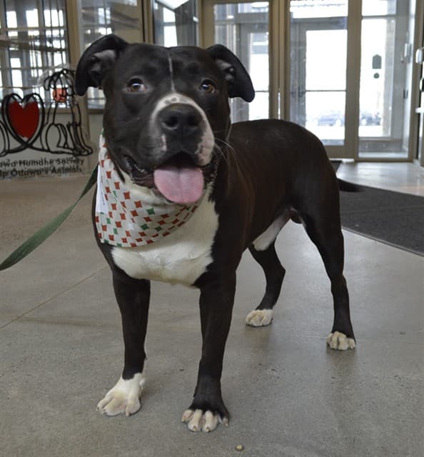 REGGIE - American Bulldog available for adoption in Ontario