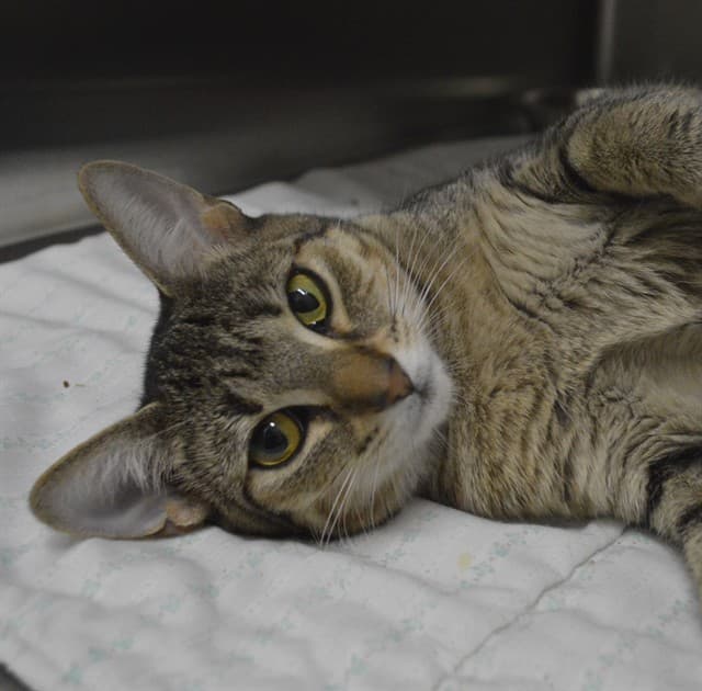 ARIEL - Domestic Shorthair cat available for adoption in Calgary