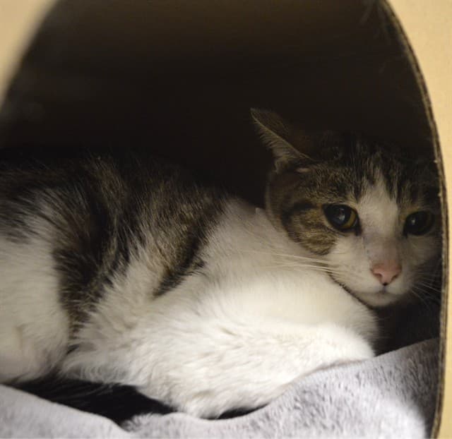 SARAH - Domestic Shorthair cat available for adoption at Ottawa Humane Society in Ontario