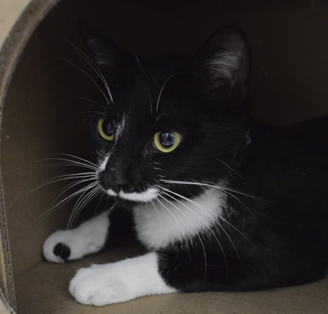 LOLA - Domestic Shorthair cat available for adoption in Calgary