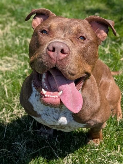 CHULO - American Bulldog available for adoption in Ontario