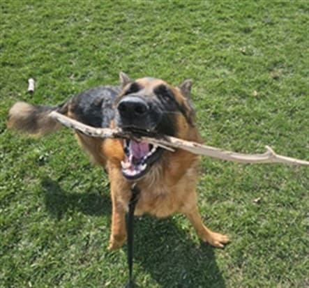 LONGO - German Shepherd Dog available for adoption in Ontario