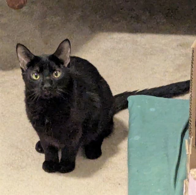 QUEENIE - Domestic Shorthair cat available for adoption in Calgary