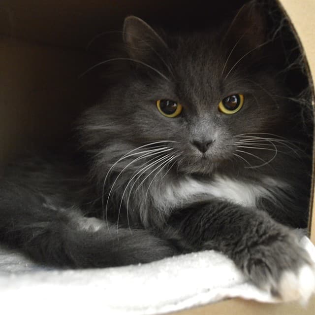 ELYSA - Domestic Longhair cat available for adoption in Calgary