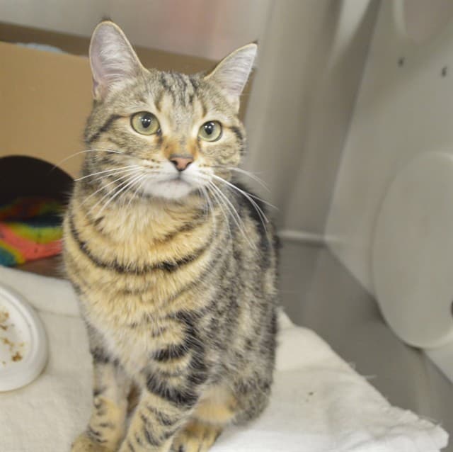 XENA - Domestic Mediumhair cat available for adoption at Ottawa Humane Society in Ontario