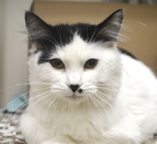 MARILYN MONROE - Domestic Mediumhair cat available for adoption in Calgary