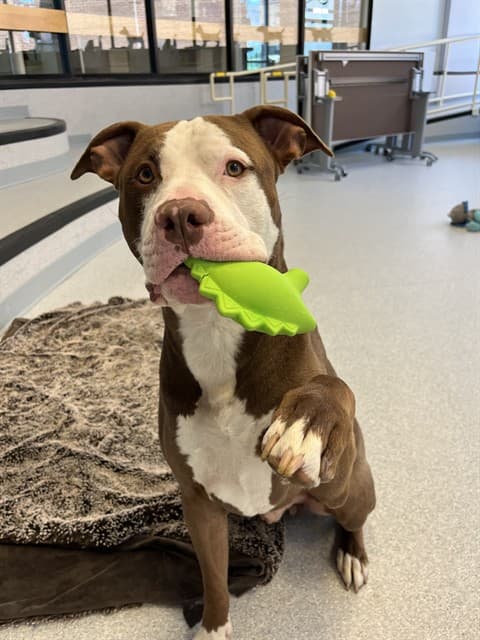 SONIC - American Bulldog mix available for adoption in Ontario