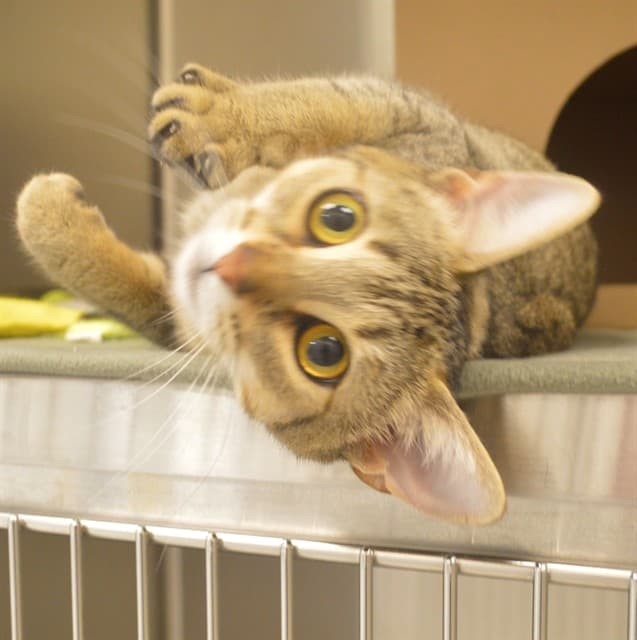 MELISSA - Domestic Shorthair cat available for adoption in Calgary