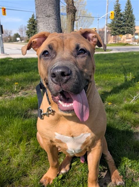 MONTY - American Bulldog mix available for adoption in Ontario