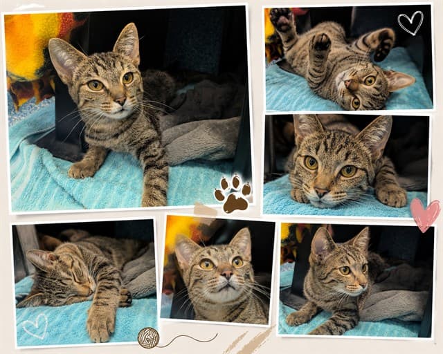 SPROUT - Domestic Shorthair cat available for adoption in Calgary