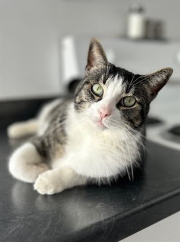 LOUIE - Domestic Shorthair cat available for adoption in Calgary