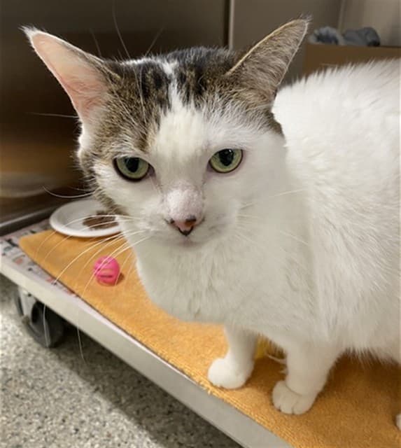 WILLOW - Domestic Shorthair cat available for adoption in Calgary
