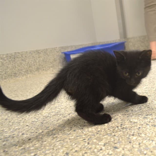 OLIVER - Domestic Shorthair cat available for adoption at Ottawa Humane Society in Ontario