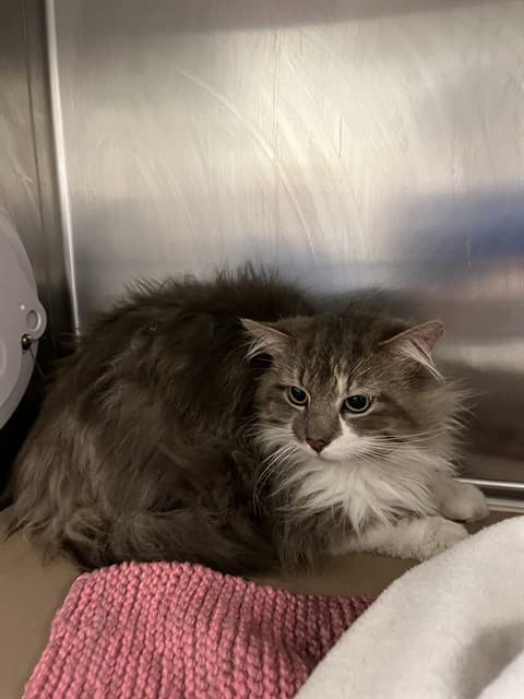 MALCOLM - Domestic Longhair cat available for adoption in Calgary