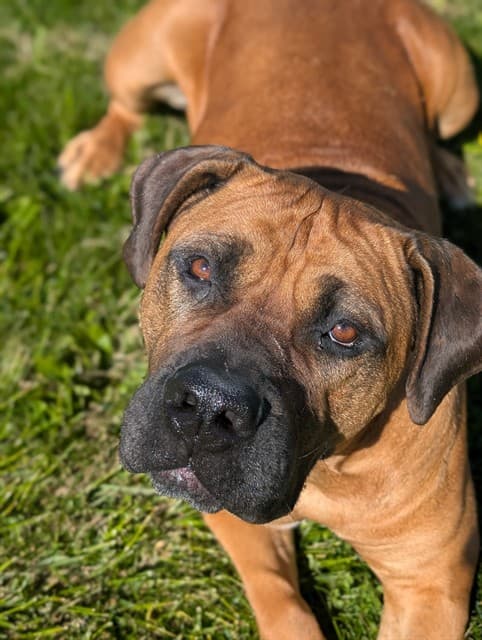 WINNIE - Mastiff available for adoption in Ontario