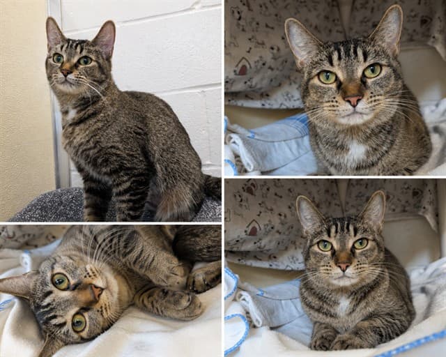 SERENA - Domestic Shorthair cat available for adoption in Calgary