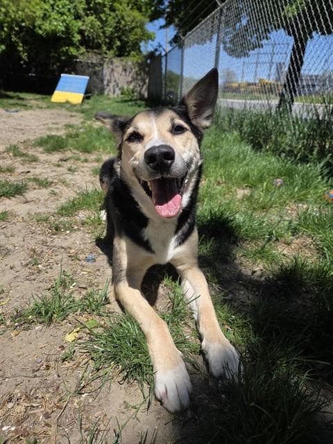MAX - German Shepherd Dog mix available for adoption at City of Toronto Animal Services in Toronto