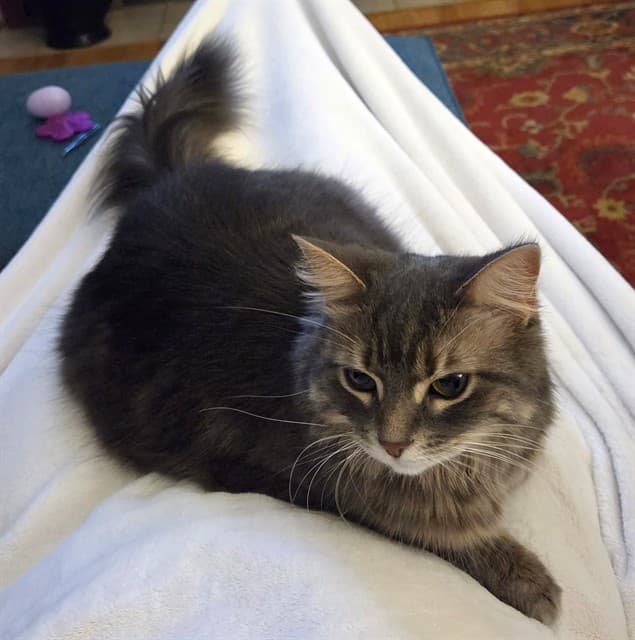 MOLLY - Domestic Mediumhair cat available for adoption at Ottawa Humane Society in Ottawa