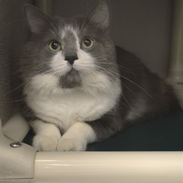 SCHWEPPES - Domestic Mediumhair cat available for adoption at Ottawa Humane Society in Ontario