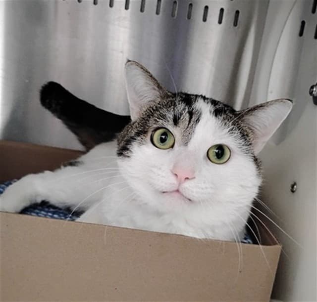 DOBY - Domestic Shorthair cat available for adoption at Ottawa Humane Society in Ontario