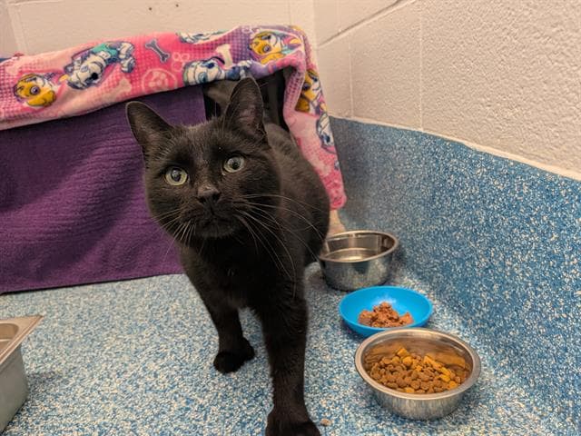 IRELAND - Domestic Shorthair cat available for adoption at City of Toronto Animal Services in Ontario