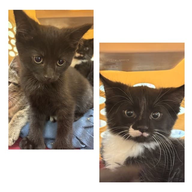 MILTON - Domestic Shorthair cat available for adoption at City of Toronto Animal Services in Ontario