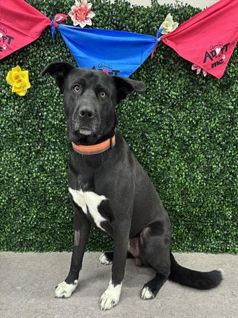 GUNNAR - Labrador Retriever and Akita available for adoption at Saskatoon Animal Control Agency in Saskatoon