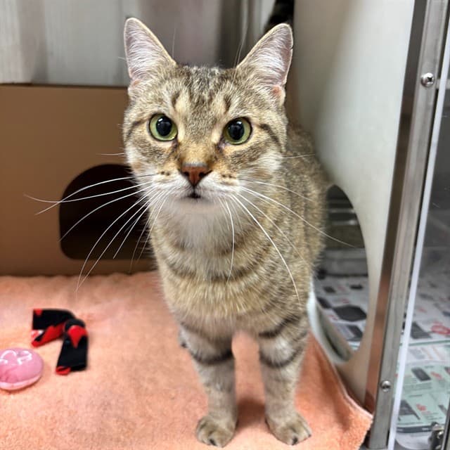 PEACHES - Domestic Shorthair cat available for adoption at Ottawa Humane Society in Ontario