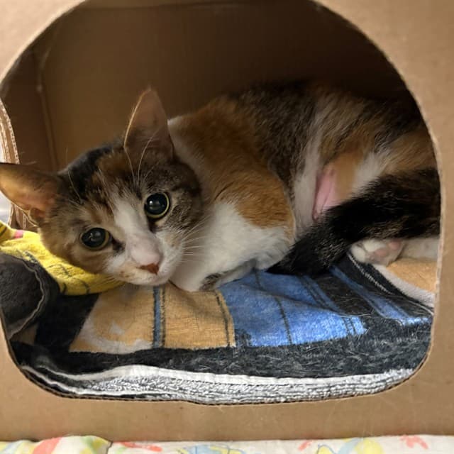 SULEKHA - Domestic Shorthair cat available for adoption at Ottawa Humane Society in Ontario