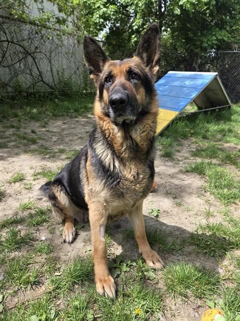 DIXIE - German Shepherd Dog available for adoption at City of Toronto Animal Services in Toronto