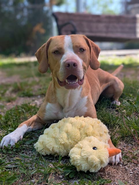 CLIFF - Hound mix available for adoption at City of Toronto Animal Services in Toronto