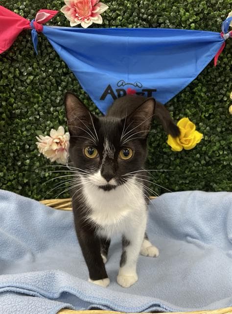 CALLIOPE - Domestic Shorthair cat available for adoption in Calgary