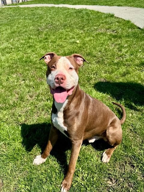 SONIC - American Bulldog mix available for adoption at City of Toronto Animal Services in Toronto