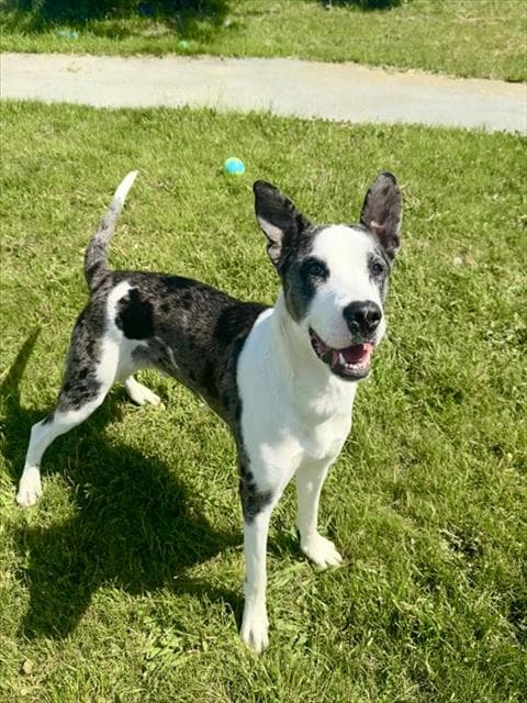 JAX - Catahoula Leopard Hound available for adoption at City of Toronto Animal Services in Toronto