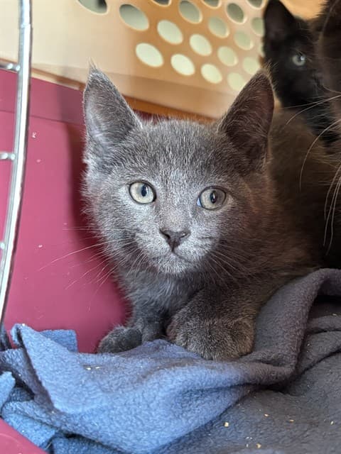 EARL - Domestic Shorthair cat available for adoption at City of Toronto Animal Services in Ontario