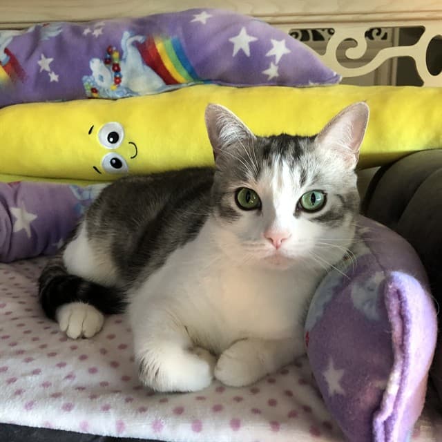 BELLA - Domestic Shorthair cat available for adoption at Ottawa Humane Society in Ontario