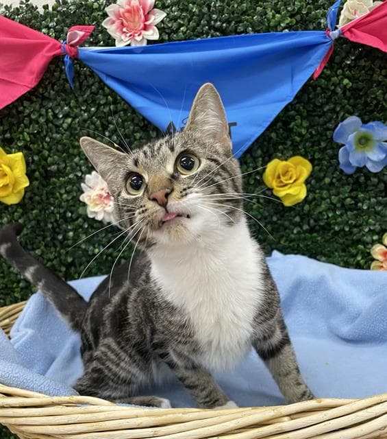 BUGS - Domestic Shorthair cat available for adoption in Calgary