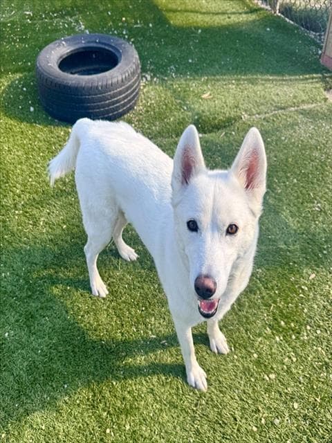MILLIE - Siberian Husky available for adoption at City of Toronto Animal Services in Ontario
