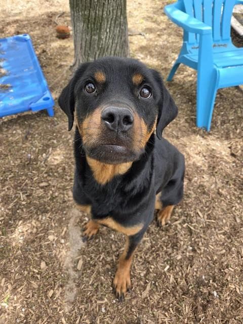 SWEET PEA - Rottweiler available for adoption at City of Toronto Animal Services in Ontario