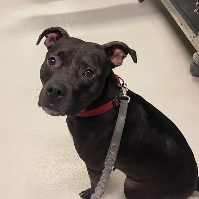 STAR - American Bulldog and Staffordshire Bull Terrier available for adoption at City of Toronto Animal Services in Ontario
