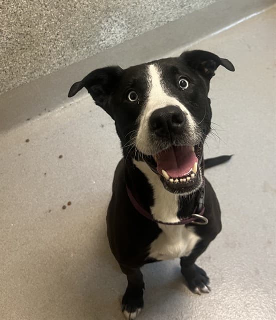 DANI - Retriever mix available for adoption at Ottawa Humane Society in Ontario