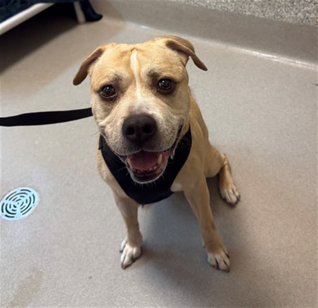 SMOKEY - Bulldog mix available for adoption at Ottawa Humane Society in Ontario