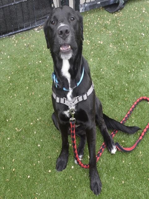 SAM - Retriever mix available for adoption at Ottawa Humane Society in Ontario